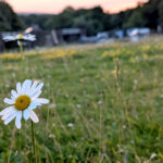 Daisy-June-23rd-June-2026-0.jpg